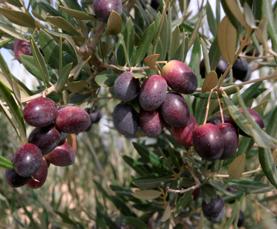 Variedades Agro Aceitunera Do Brasil Ltda